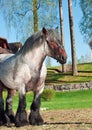 Belgian draught stallion. Royalty Free Stock Photo