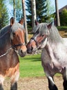 Belgian draught stallion. Royalty Free Stock Photo