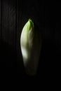 Belgian Endive Royalty Free Stock Photo