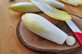 Belgian endive, chicory raw vegetable or witloof Royalty Free Stock Photo