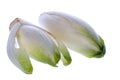 Belgian Endive or Witloof Royalty Free Stock Photo