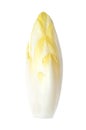 Belgian endive, fresh witloof chicory bud, isolated, from above Royalty Free Stock Photo