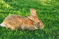 Belgian Flanders or Flemish Giant rabbit, grey Royalty Free Stock Photo