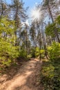 Hiking trail through the sunny forest. Royalty Free Stock Photo