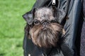 Belgian griffon in the carrier