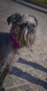 A Belgian Griffon dog on a walk. A black dog with an expressive look in a lilac collar. Royalty Free Stock Photo