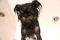 Belgian Griffon after taking a bath.