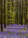 Belgian Hallerbos bluebells forest Royalty Free Stock Photo