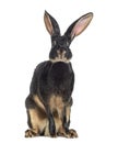 Belgian Hare facing