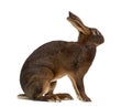 Belgian Hare in front of a white background