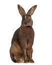 Belgian Hare