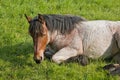 young belgian draught horse laying in a meadow Royalty Free Stock Photo