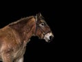 Belgian heavy-hit truck. Portrait of a stallion Royalty Free Stock Photo