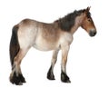 Belgian Heavy Horse foal, Brabancon