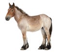Belgian Heavy Horse foal, Brabancon, a draft horse breed