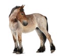 Belgian Heavy Horse foal, Brabancon, a draft horse breed, 13 months old