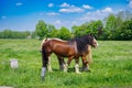 belgian heavy horses Royalty Free Stock Photo