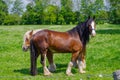 belgian heavy horses Royalty Free Stock Photo
