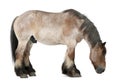 Belgian horse, Belgian Heavy Horse, Brabancon