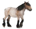 Belgian horse, Belgian Heavy Horse, Brabancon