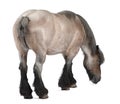 Belgian horse, Belgian Heavy Horse, Brabancon