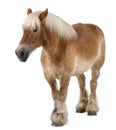 Belgian horse, Belgian Heavy Horse, Brabancon