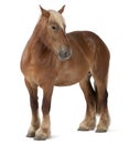 Belgian horse, Belgian Heavy Horse, Brabancon