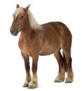 Belgian horse, Belgian Heavy Horse, Brabancon