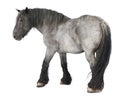 Belgian horse, Belgian Heavy Horse, Brabancon