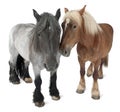 Belgian horse, Belgian Heavy Horse, Brabancon