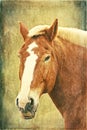 Belgian Horse On Texture