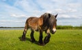 Belgian horse walking on the grass