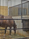 Belgian Horse In Barn Stall