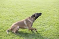 Belgian Malinois