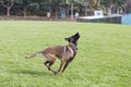 Belgian Malinois