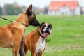 Belgian Malinois an Boxer Dog in love Royalty Free Stock Photo