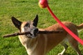 Belgian Malinois dog being teased by her owner Royalty Free Stock Photo