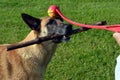 Belgian Malinois dog being teased by her owner Royalty Free Stock Photo