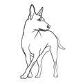 Belgian Malinois dog breed. Vector linear illustration Royalty Free Stock Photo