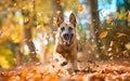 Belgian Malinois dog joyfully running through colorful autumn leaves