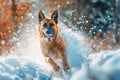 Belgian Malinois dog joyfully running through snow