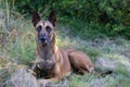 Belgian Malinois dog lying grass shade