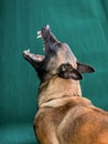 A belgian malinois dog training for schutzhund, igp, ipo Royalty Free Stock Photo