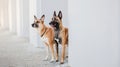 Belgian Malinois Dogs. Two Shepherd Dogs Peeking Behind the Wall