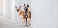 Belgian Malinois Dogs. Two Shepherd Dogs Peeking Behind the Wall