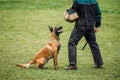 Belgian malinois doing bite and defense work with police dog handler Royalty Free Stock Photo
