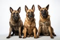 Belgian Malinois Family Foursome Dogs Sitting On A White Background