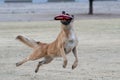 Malinois four paws off the ground making a catch