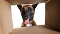 Belgian Malinois looking into cardboard box with curiosity and excitement Royalty Free Stock Photo