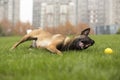 Belgian Malinois Royalty Free Stock Photo